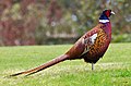 Profile Picture of Pheasanton Wikipedia
