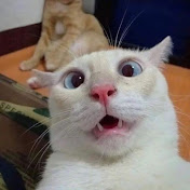 Profile Picture of Apisaya Sudsiri (@apisayasudsiri88) on Youtube