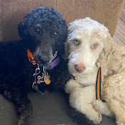 Profile Picture of Jaeckels Doodles Training Journey (@Jaeckelsdoodlestrainingjourney) on Youtube