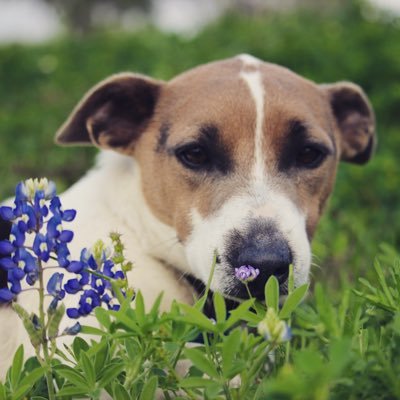 Rebecca Neal - Twitter Profile Picture of Rebecca Neal (@MommaNeal35) on Twitter