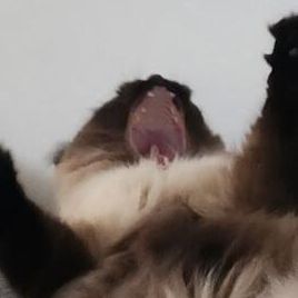 Profile Picture of Lisa Dodds (@polkadodds) on Pinterest