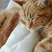 Profile Picture of Joseph Carlin (@josephcarlin3114) on Youtube