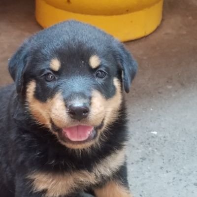 Profile Picture of Waldo Daniel Cruz Martinez (@WaldoDanielCru1) on Twitter