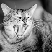 Profile Picture of Lukas Ballsieper (@lukasballsieper392) on Youtube