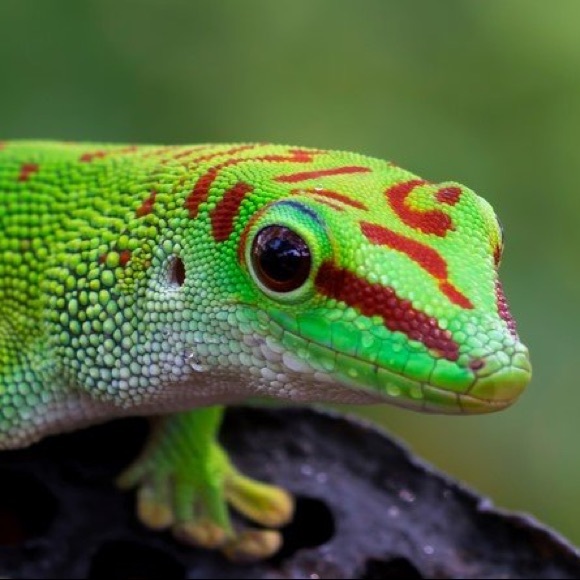 Profile Picture of Andrew Halliburton (@geckopadgames) on Poshmark