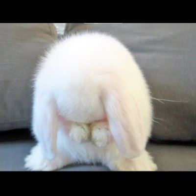 Profile Picture of Adam Mazin (@Adam_Mazin0) on Twitter