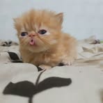 Profile Picture of Nathaniel Algren (@nathaniel.algren) on Facebook