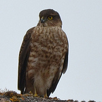 Profile Picture of kevin wood (@husky1282) on Flickr