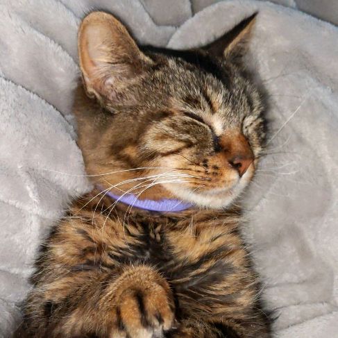 Profile Picture of Sylvester (@thecatsylvester) on Tiktok