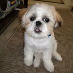 Profile Picture of Wally Blake Shapiro (@wally_theshihtzu) on Instagram