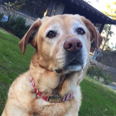 Amy Syx - Twitter Profile Picture of Amy Syx (@BunnyVI) on Twitter