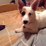 Profile Picture of Kelly Farris (@kfarris2011) on Instagram