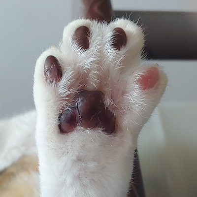 Profile Picture of Chow Sally (@ChowSally1) on Twitter