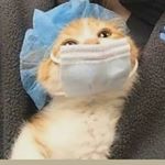 Profile Picture of 𝕄𝕒𝕣𝕚𝕒 𝕁𝕠𝕤𝕖 𝕘𝕠𝕟𝕘𝕠𝕣𝕒 𝕣𝕚𝕧𝕖𝕣𝕒 ☘️ (@majo.fruna) on Instagram