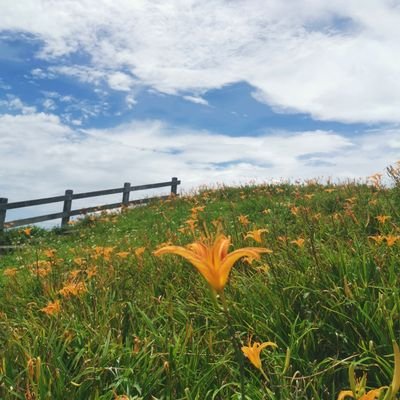 Profile Picture of Sophia Peng (@sophiaPeng9) on Twitter