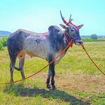 Profile Picture of नाद एकाच बैलगाडी शर्यत 🤙🏻🔥👑🌍 (@sunder_sanjya_group_narsinhpur) on Instagram