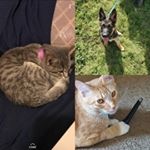 Profile Picture of Steggi, Wade, & Brewer (@steggi__wade__and__brewer__) on Instagram