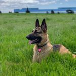 Profile Photo of Nellie (@nellie_thegermanshepherd) on Instagram