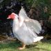 Profile Picture of Ducko Ducko (@ducko.ducko.12) on Facebook