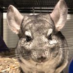 Profile Photo of Eleanor The Chinchilla (@eleanor.the.chinchilla) on Instagram