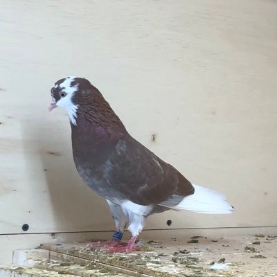 Profile Picture of Stephen Hemric (@pigeonmaster68) on Twitter