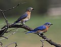 Profile Picture of Eastern bluebirdon Wikipedia