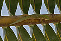 Profile Picture of Phelsuma dubiaon Wikipedia