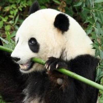 Geoffrey Cheng - Twitter Profile Picture of Geoffrey Cheng (@geogalaxy1000) on Twitter