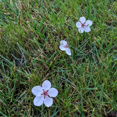 Profile Picture of Heidi Hsu (@HeidiHHsu) on Twitter