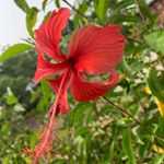 Profile Picture of Heila Kim (@heila_kim) on Instagram