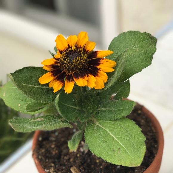 Profile Picture of Nanatalie Detone (@nataliedetone) on Poshmark