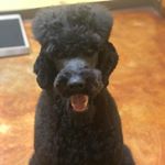 Profile Picture of Kim Ferrell (@fur.real.grooms) on Instagram
