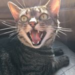 Profile Picture of Minnie (@_minnie_higgins) on Instagram