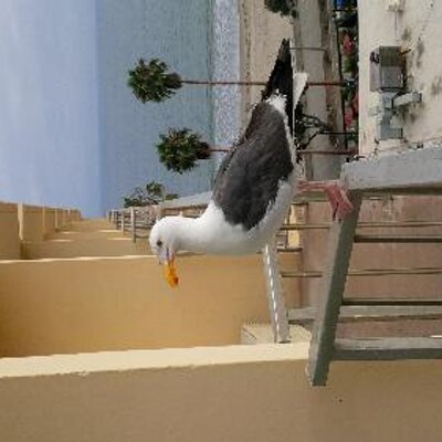 Jon Bogart - Twitter Profile Picture of Jon Bogart (@jonbogartbh) on Twitter