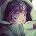 Profile Picture of Aly Herman (@alexanderiaherm) on Pinterest
