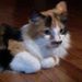 Profile Picture of Barbara Tarrant (@barbtarrant) on Pinterest