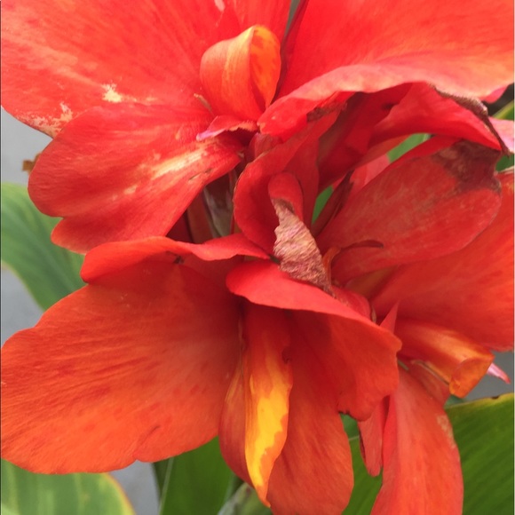 Profile Picture of Susie Strehlow (@suzetta143) on Poshmark