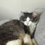 Profile Picture of Leah Sarah (@lachinskyy) on Instagram