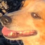 Profile Picture of Forrest Temple (@de_forrest_asian) on Instagram