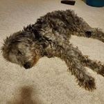 Profile Picture of Christopher Dunckel (@dunckel105) on Instagram