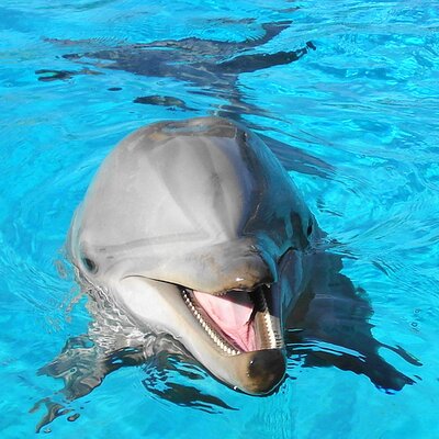 Profile Picture of Rosemary Gomez (@dolphinfree) on Twitter