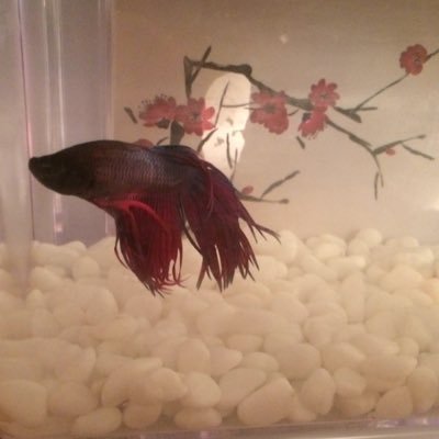 Profile Picture of Eugene The Fish (@eugene_gillbert) on Twitter
