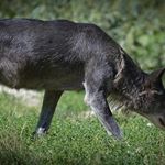 Profile Picture of Jasmine Crawford (@lisageno) on Instagram