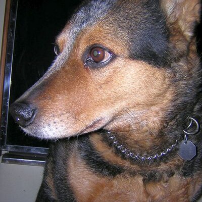 Profile Picture of Dave Matejka (@jolidog56) on Twitter