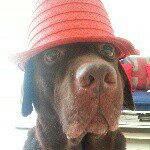 Profile Picture of Peter Labrador choco 🐶 (@peterlabs) on Instagram