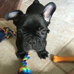 Profile Picture of Jared Arnold (@theadventuresofnachoandrabbit) on Instagram