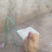 Profile Picture of Tyler Rocha Sardinha (@tylerrochasardinha) on Youtube