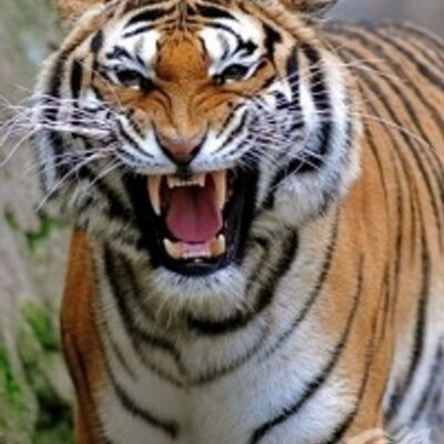 Profile Picture of Kuznetsov (@MikeActionAtas) on Twitter