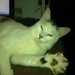 Profile Picture of Bill Pitt (@billpitt) on Instagram