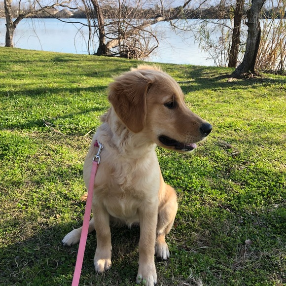 Profile Picture of Matthew Virts (@maplemoose) on Poshmark